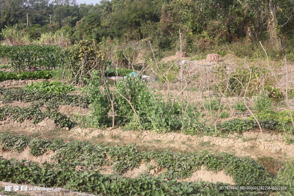 田园菜园风光