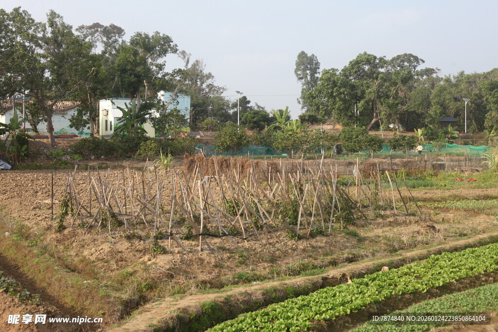 乡村农田景象