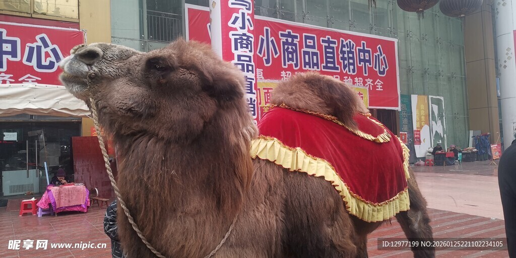 街头骆驼披华丽鞍具