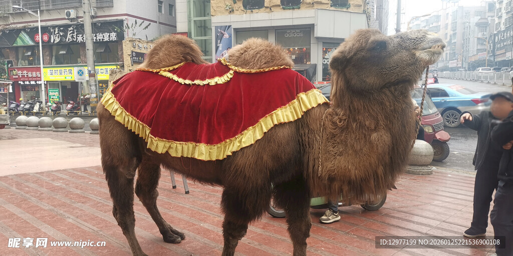 装饰华丽的骆驼