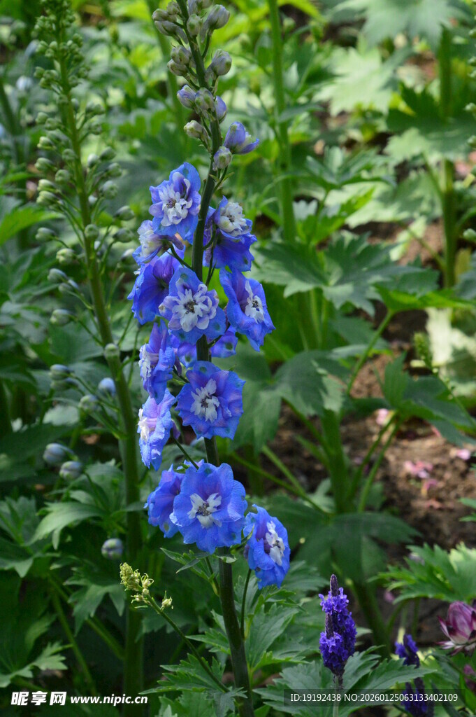 高翠雀花 