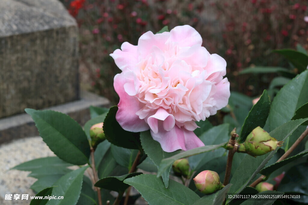 山茶花