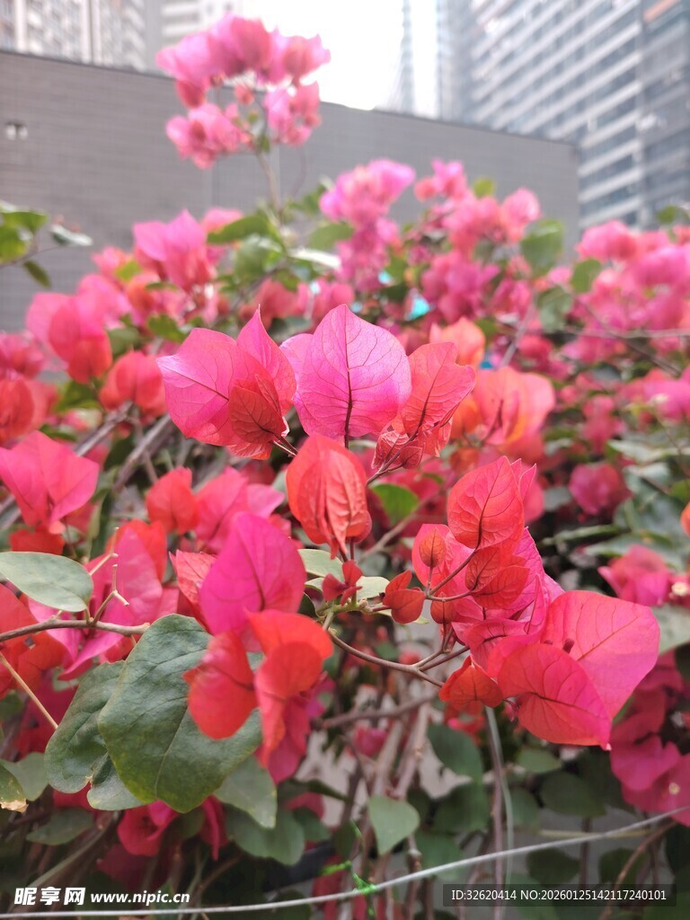 艳丽三角梅绽放