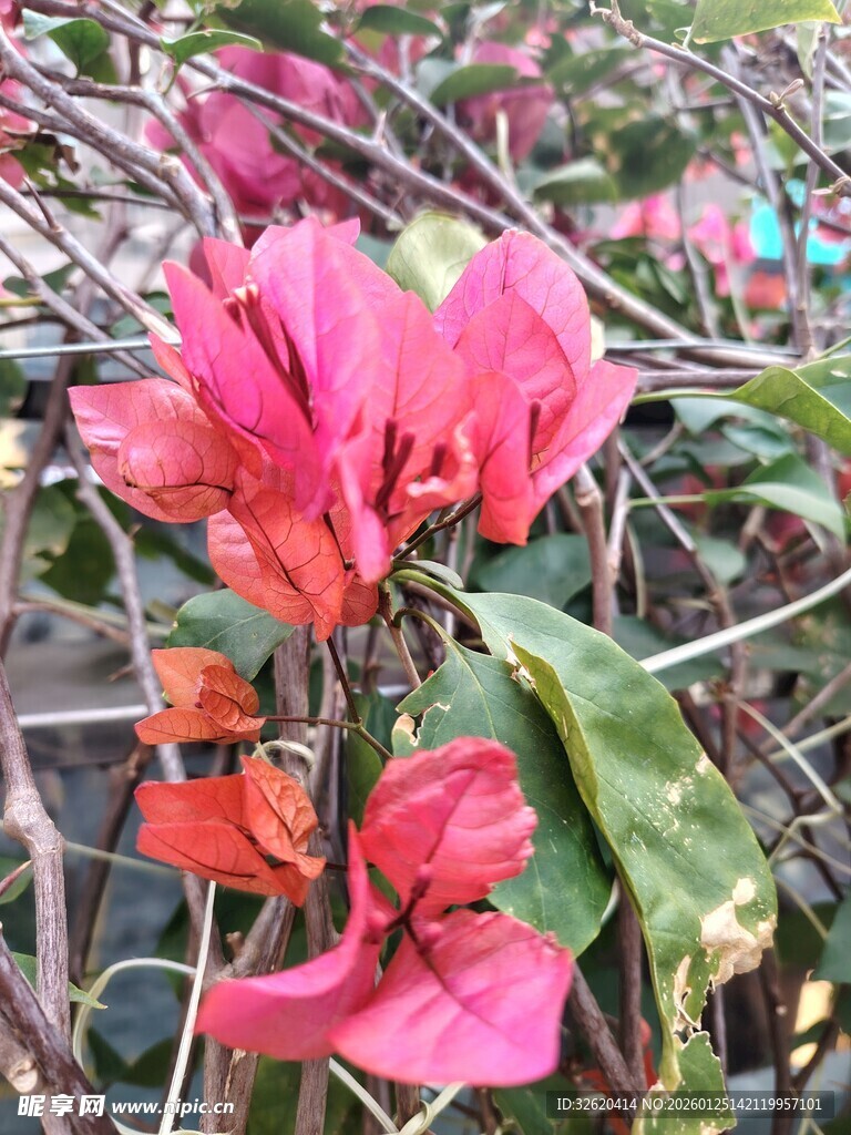 娇艳三角梅绽放枝头