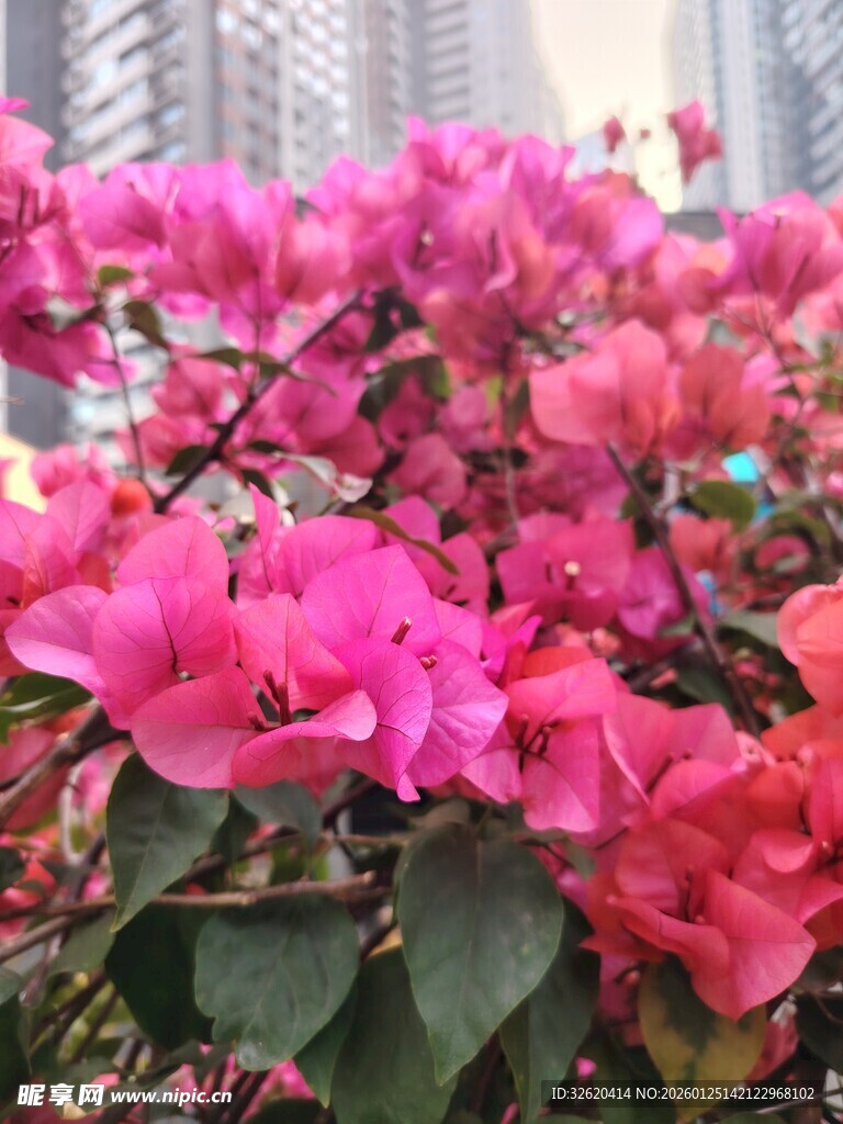 娇艳三角梅绽放