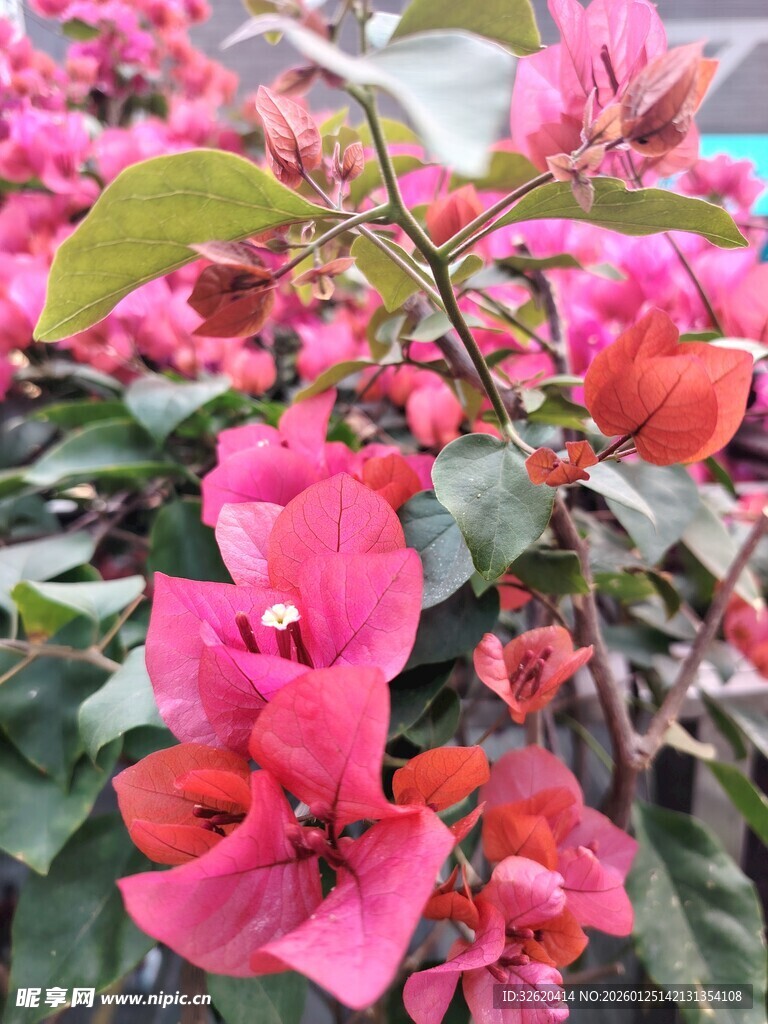 娇艳三角梅绽放