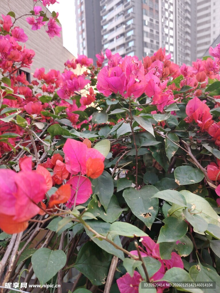 娇艳三角梅绽放城市角落