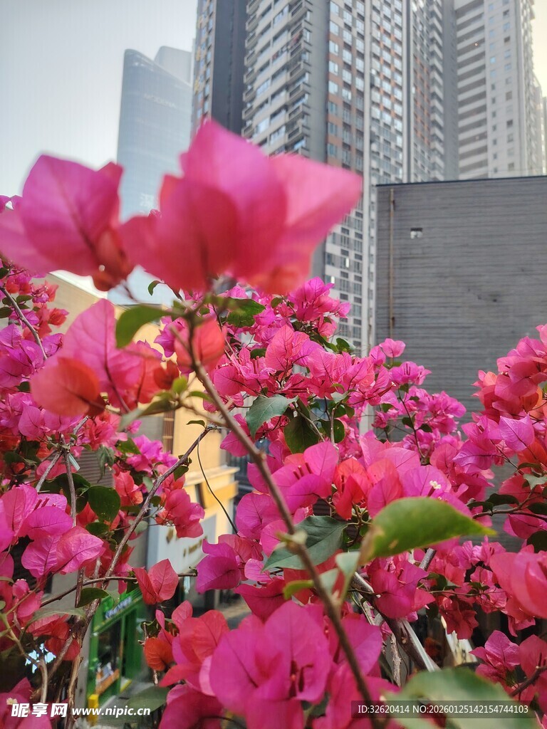 艳丽三角梅