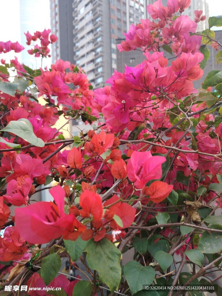 艳丽三角梅绽放于城市边