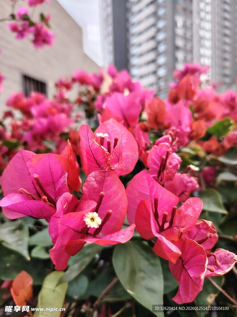 娇艳三角梅绽放城市间