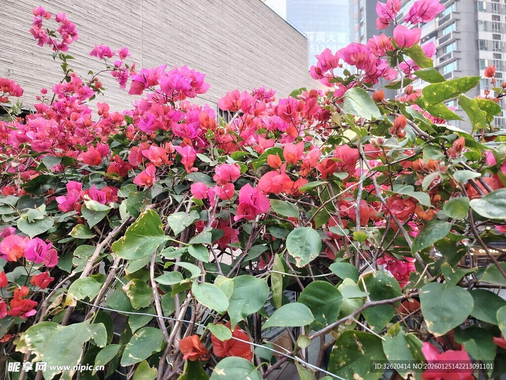 艳丽三角梅绽放