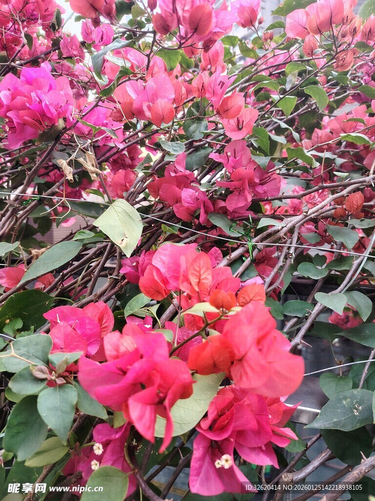艳丽三角梅绽放