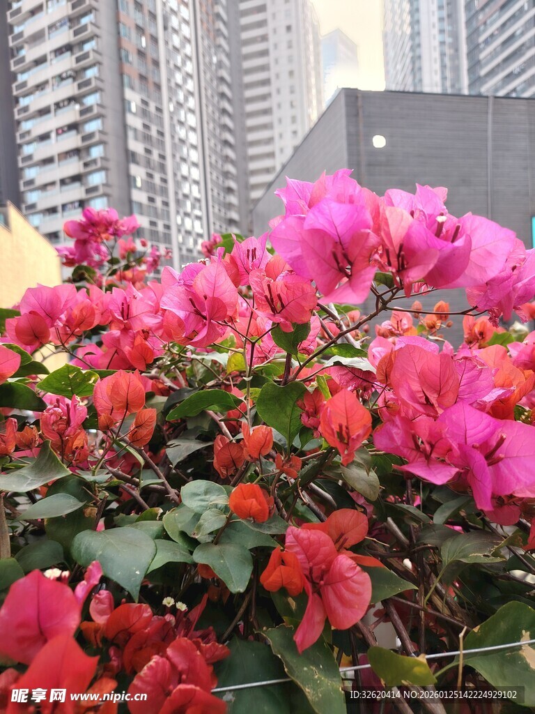 艳丽三角梅