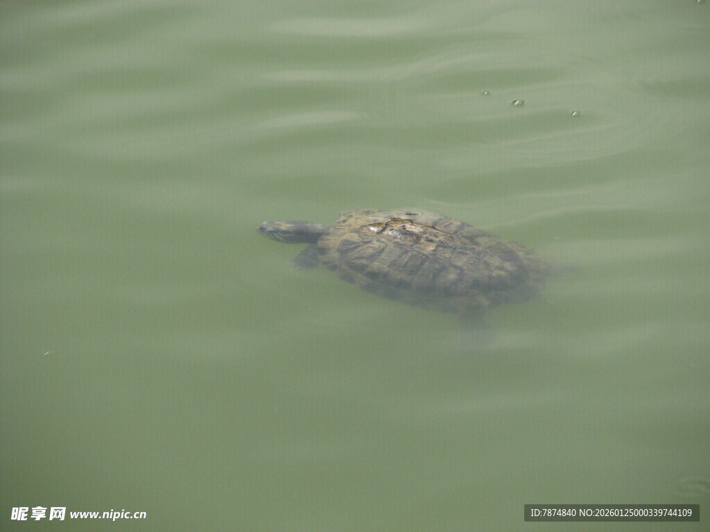 水中的乌龟