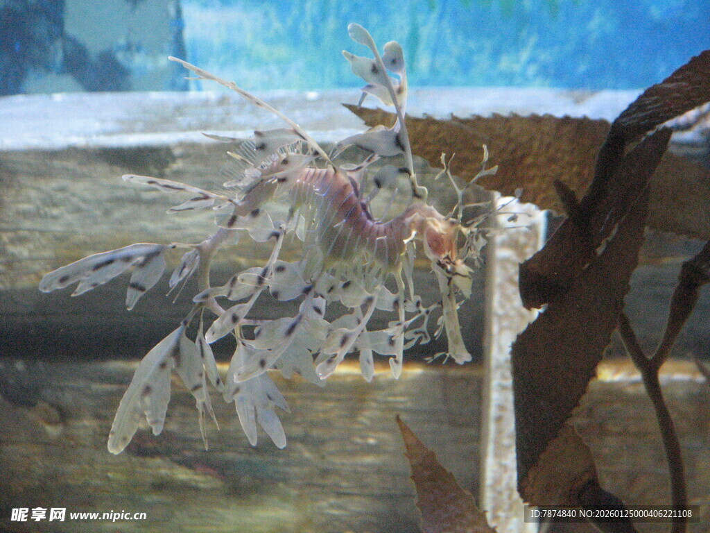 梦幻冰晶树枝艺术画面