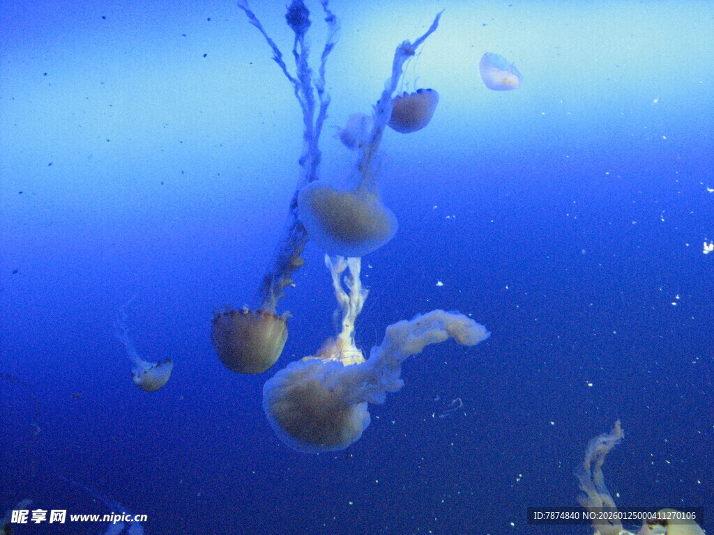 深海中的梦幻水母群