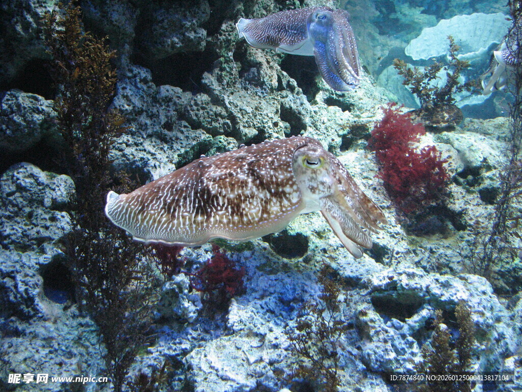 海底世界的鱼类与珊瑚