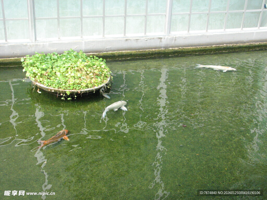 池塘中的绿植与游动金鱼