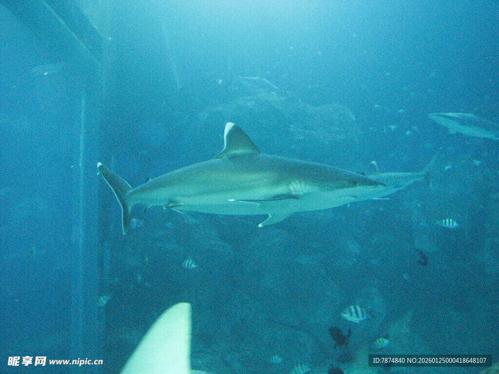 深海中游弋的鲨鱼