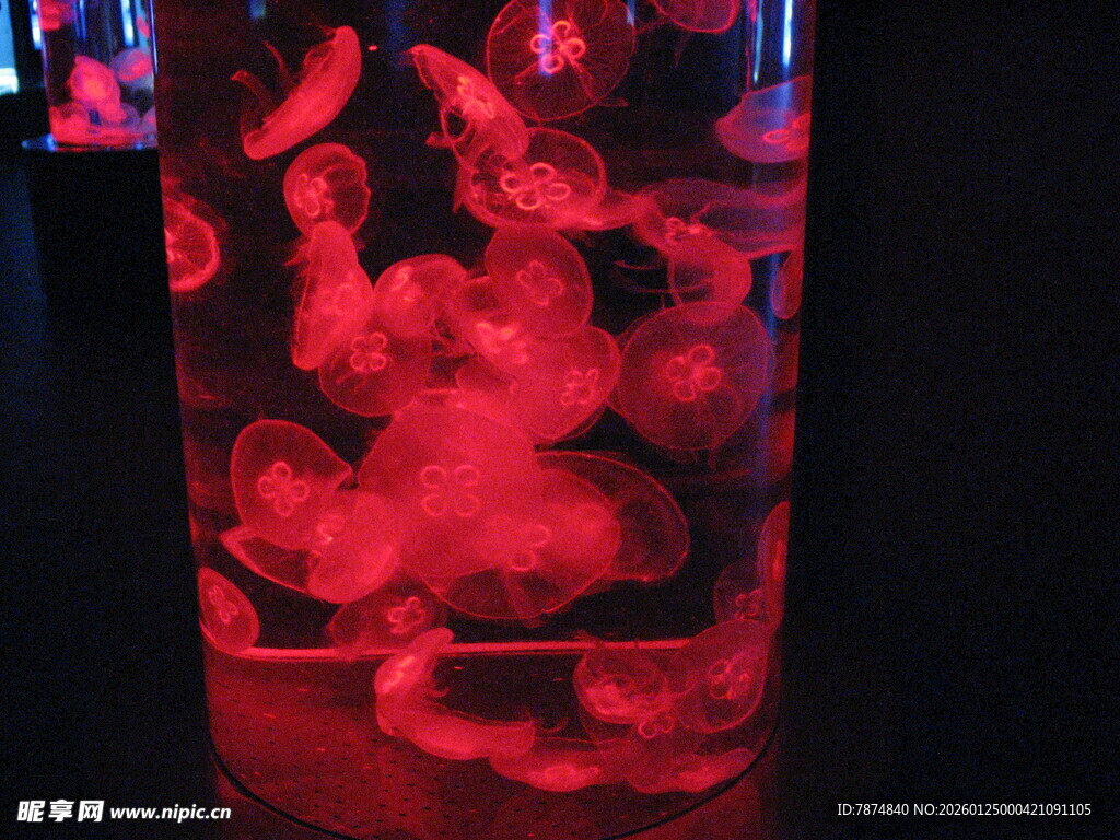 红色梦幻水母玻璃缸