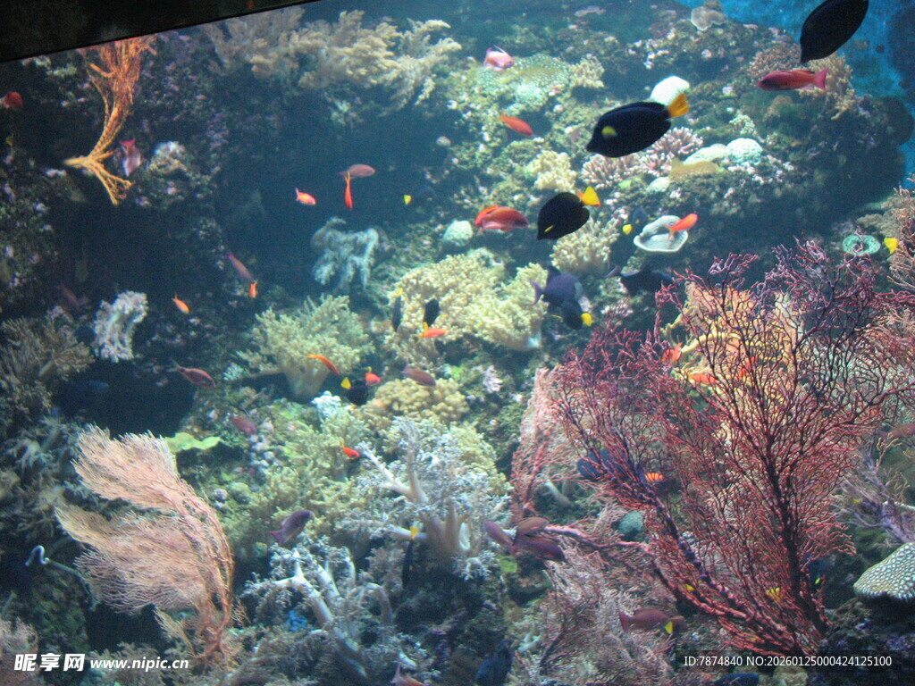 海底多彩鱼群与珊瑚景观