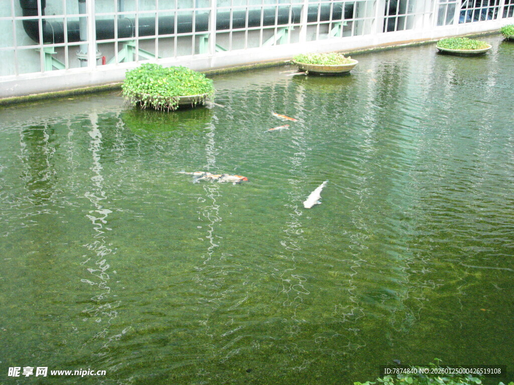 池塘中飞鸟与绿植景观