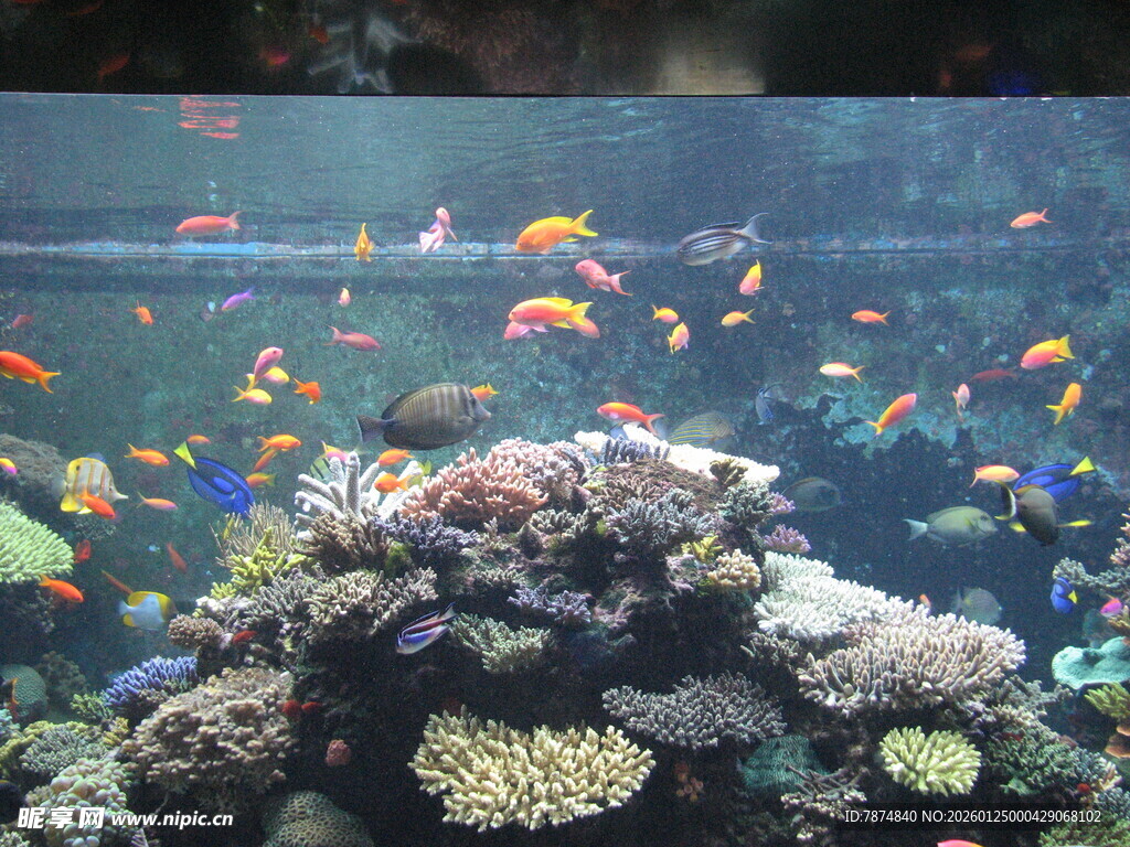 多彩海底珊瑚与热带鱼景观