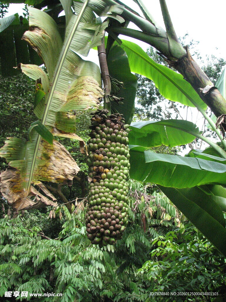 热带雨林中的奇特植物景观