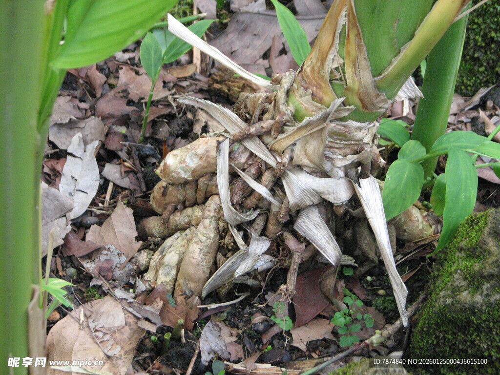 地面枯叶中的奇特植物根茎
