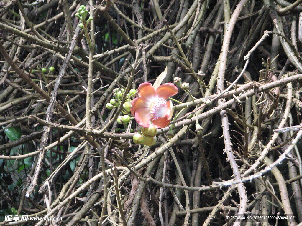 草丛中的鲜艳蘑菇