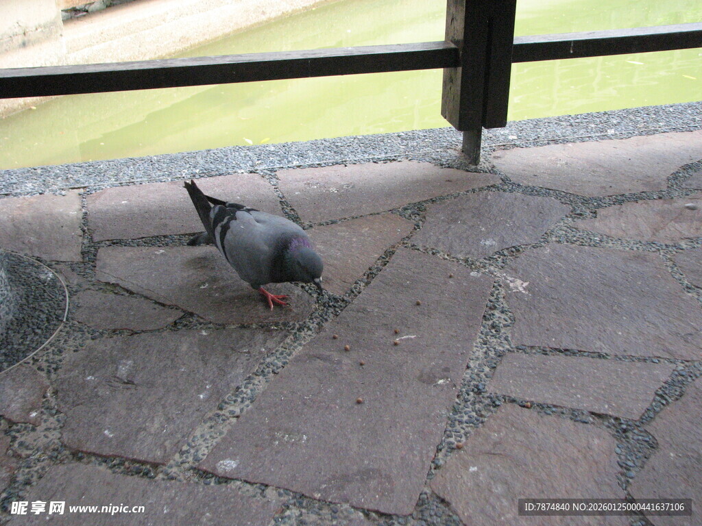 地面觅食的灰鸽子
