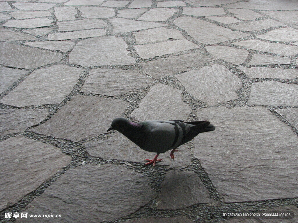 石板路上的独行鸽子