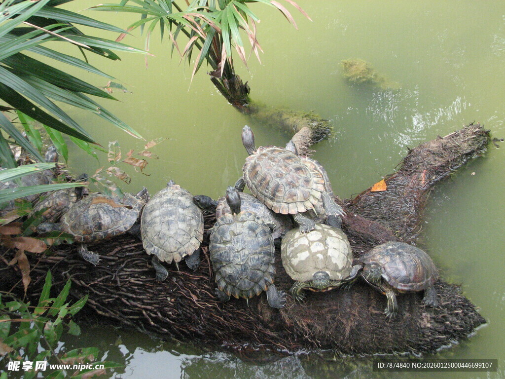 一群乌龟趴于木头上晒太阳