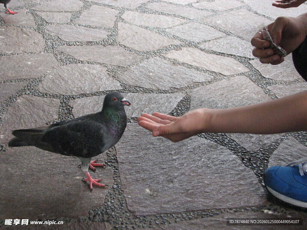 伸手喂鸽瞬间