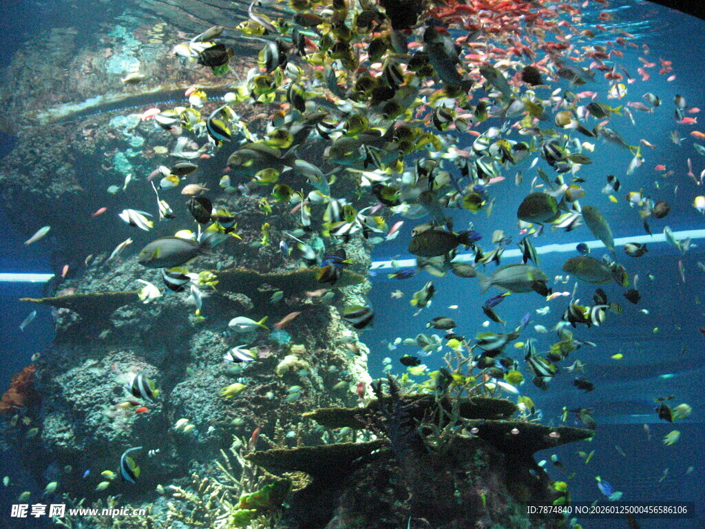 海底沉船的多彩水下世界