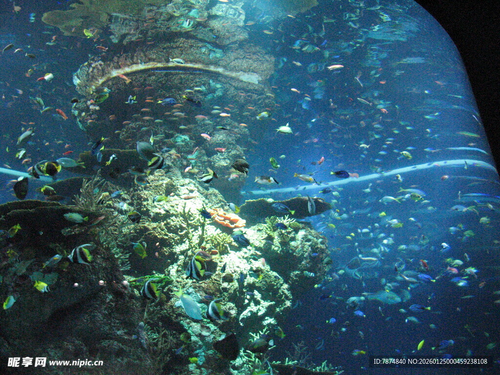 海底景象 多彩珊瑚与鱼类