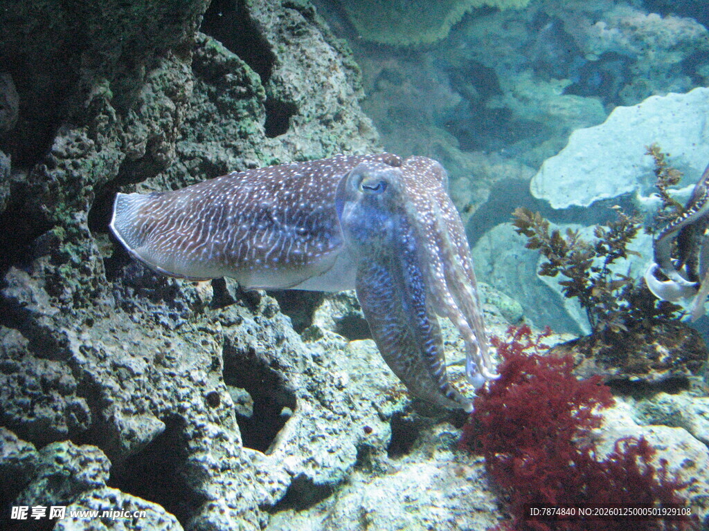 水族馆中的多彩乌贼