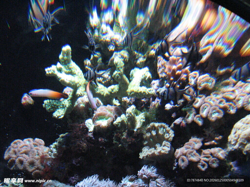 多彩海底珊瑚与热带鱼