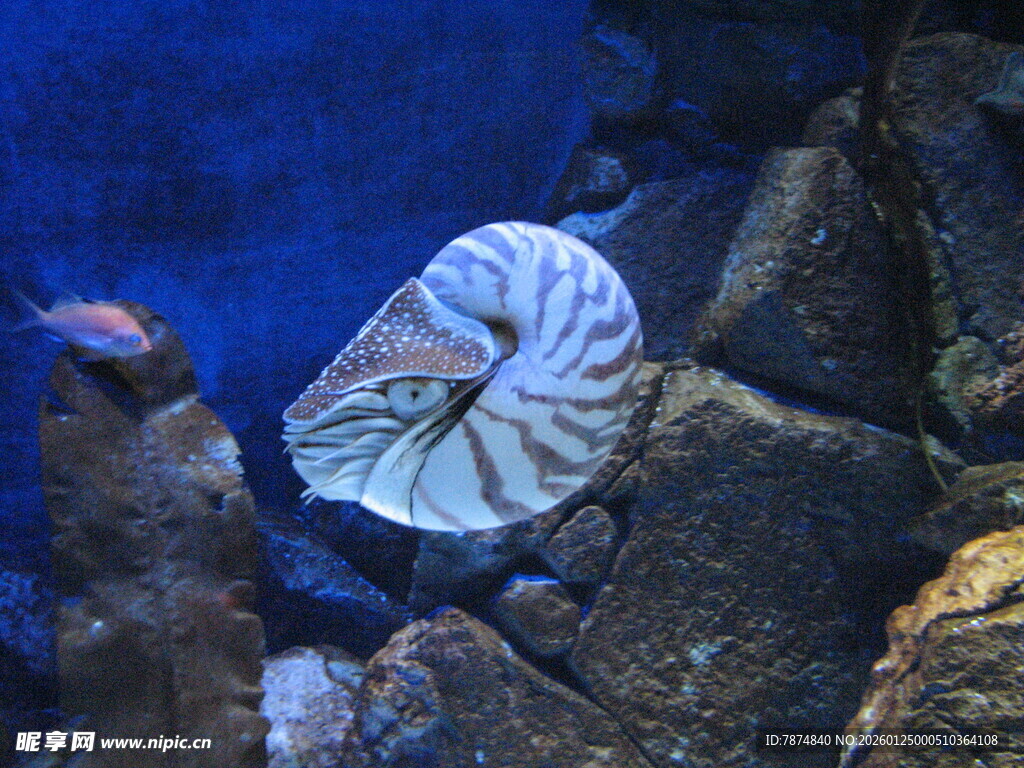 海洋馆中的鹦鹉螺