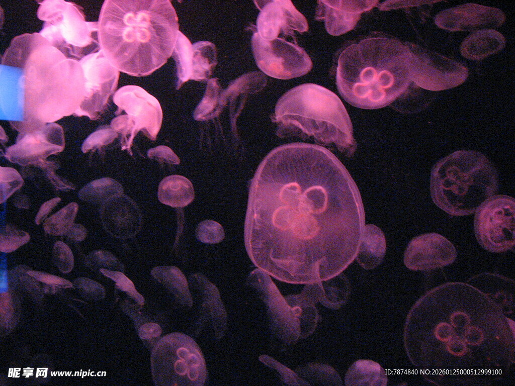 梦幻水母群在水中飘逸