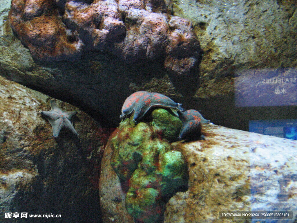 水族馆中多彩的海洋生物