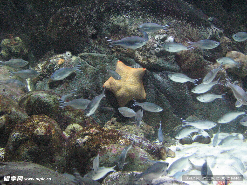 海底鱼群伴海胆共舞