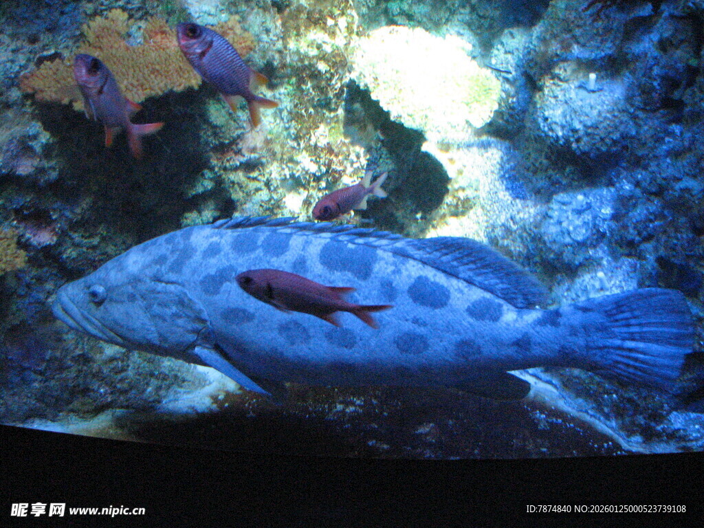 水族馆中的斑点鱼与小鱼