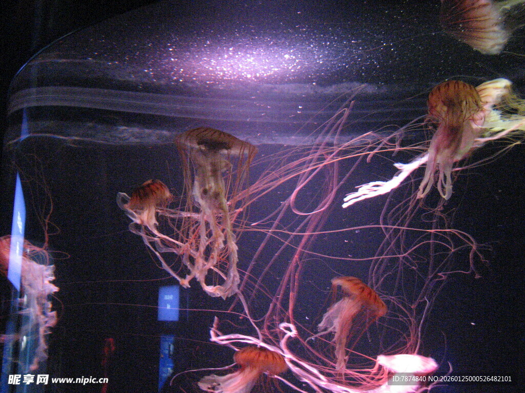 梦幻水母在水中飘逸