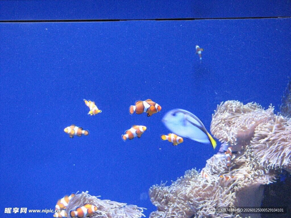 蓝色海洋中的缤纷小鱼