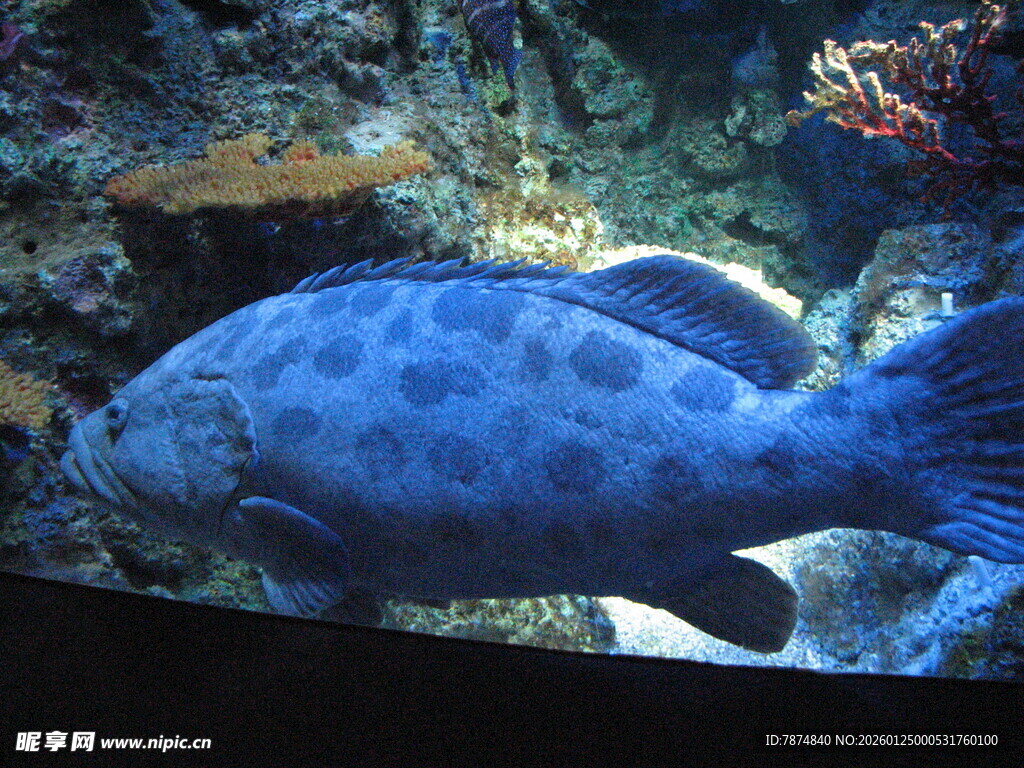 水族馆中的蓝色斑点鱼