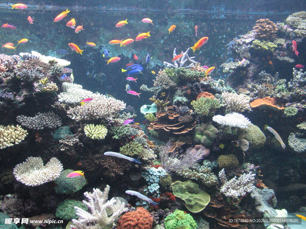 海底珊瑚与多彩鱼类景观