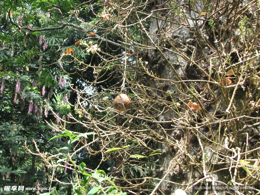 树上鸟巢与多彩鸟儿