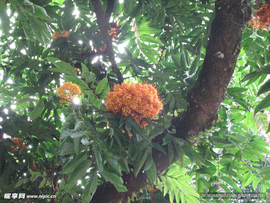 树上盛开的橘色花朵