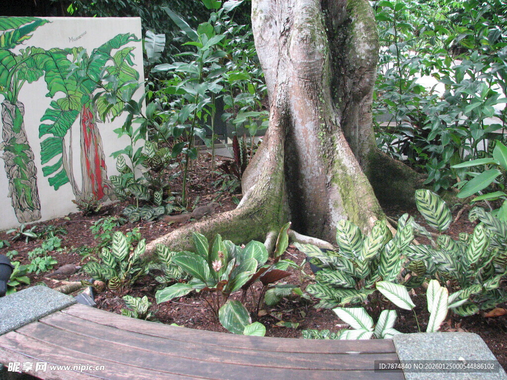 庭院中独特的树根景观